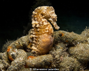 A pregnant Hippocampus fuscus attached to a mooring chain. by Athanassios Lazarides 
